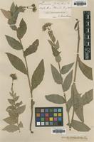 Type of Hieracium sabaudum Fr. ssp. umbrosum [family ASTERACEAE]