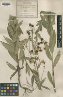 Type of Hieracium umbelliforme Vuk. var. latifolium [family ASTERACEAE]