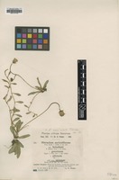 Filed as Hieracium schultesii F.W.Schultz [family ASTERACEAE]
