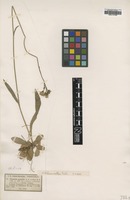 Type of Pilosella praealta (Gochnat) F.W.Schultz & Sch.Bip. [family ASTERACEAE]