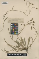 Filed as Hieracium brachiatum (F.W.Schultz & Sch.Bip.) Nägeli & Peter ssp. villarsii [family ASTERACEAE]