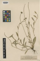 Type of Hieracium basifurcum Nägeli & Peter var. orithales [family ASTERACEAE]
