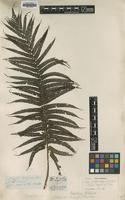 Isotype of Alsophila lepifera J.Sm. [family CYATHEACEAE]