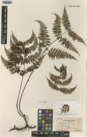Isotype of Cystopteris japonica Tagawa var. taiwaniana [family CYSTOPTERIDACEAE]