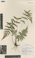 Isotype of Deparia minamitanii Seriz. [family WOODSIACEAE]