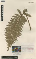 Isotype of Polystichum pseudomakinoi Tagawa var. ambiguum [family DRYOPTERIDACEAE]