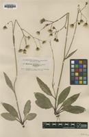 Type? of Hieracium murorum Dahlst. f. vulgaris [family ASTERACEAE]
