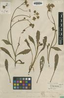 Syntype of Hieracium undulatum Aiton [family ASTERACEAE]