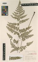 Isotype of Arachniodes psilosora Tagawa [family DRYOPTERIDACEAE]
