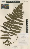 Isotype of Dryopteris commixta Tagawa [family DRYOPTERIDACEAE]