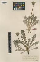 Type? of Taraxacum tenebricans Dahlst. [family ASTERACEAE]