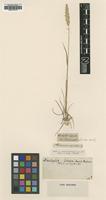 Type of Dactylis lobata M.Bieb. [family POACEAE]