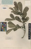 Holotype of Vitex caespitosa Exell [family VERBENACEAE]