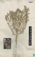 Type of Polycnemum glaucum Pall. [family CHENOPODIACEAE]