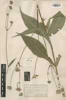 Type of Knautia cuspidata Jord. [family CAPRIFOLIACEAE]