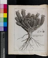 Rariorum Africanum Plantarum, Burmann