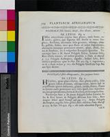 Polygala folio lineari, obtuso, flore albente, minimo, from South Africa