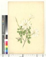 Gardenia thunbergia L.f., from South Africa