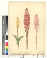 Collection of Drawings of South African Plants, Holland collection