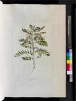 Tephrosia grandiflora (L'Hér. ex Aiton) Pers., from South Africa