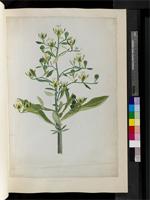 Musschia aurea (L.) Dumort., from Madeira