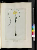Moraea edulis (L.f.) Ker Gawl., from South Africa