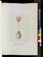 Haemanthus coccineus L., from South Africa
