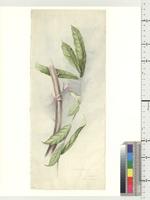 Cola Schott & Endl., Species from Nigeria