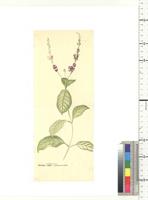 Adhotoda bucholzii (Lindau) S. Moore, from Nigeria