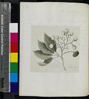 Curtisia faginea Aiton from South Africa