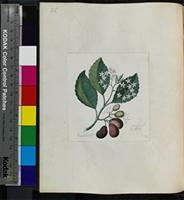 Cassine peragua L. from South Africa