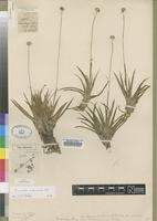 Type of Eriocaulon decipiens N.E.Br. [family ERIOCAULACEAE]