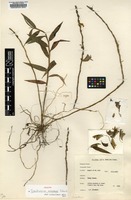 Holotype of Dendrobium azureum Schuit. [family ORCHIDACEAE]