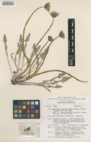 Type of Taraxacum trilobifolium Hudziok [family ASTERACEAE]