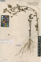 Type of Solanum villosum Lowe [family SOLANACEAE]