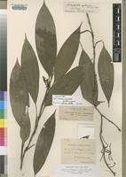 Isotype of Diceratostele gabonensis Summerh. [family ORCHIDACEAE]