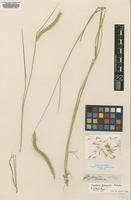 Isolectotype of Hordeum procerum Nevski [family POACEAE]