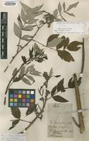 Type of Rubus distans D.Don [family ROSACEAE]