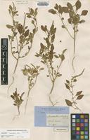 Holotype of Amaranthus rhombeus R.Br. [family AMARANTHACEAE]