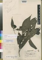 Isotype of Pavetta swynnertonii S.Moore [family RUBIACEAE]