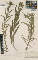 Type of Centaurea semidecurrens Jord. [family ASTERACEAE]