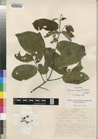 Isotype of Popowia chasei N.Robson [family ANNONACEAE]