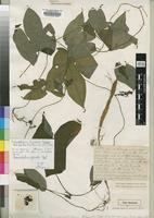 Type of Dioscoreophyllum gossweileri Exell [family MENISPERMACEAE]