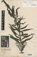 Original material of Veronica virginica L. [family SCROPHULARIACEAE]