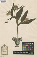 Original material of Symphytum officinale L. [family BORAGINACEAE]