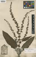Original material of Rumex crispus L. [family POLYGONACEAE]