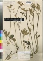 Type of Anemone whyteana Baker f. [family RANUNCULACEAE]