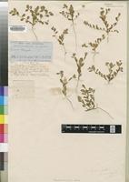 Type of Polygala welwitschii Chodat [family POLYGALACEAE]