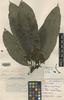 Type of Eriobotrya glabrescens J.E.Vidal [family ROSACEAE]