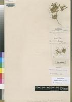 Holotype of Blepharis cataractae S.Moore [family ACANTHACEAE]
